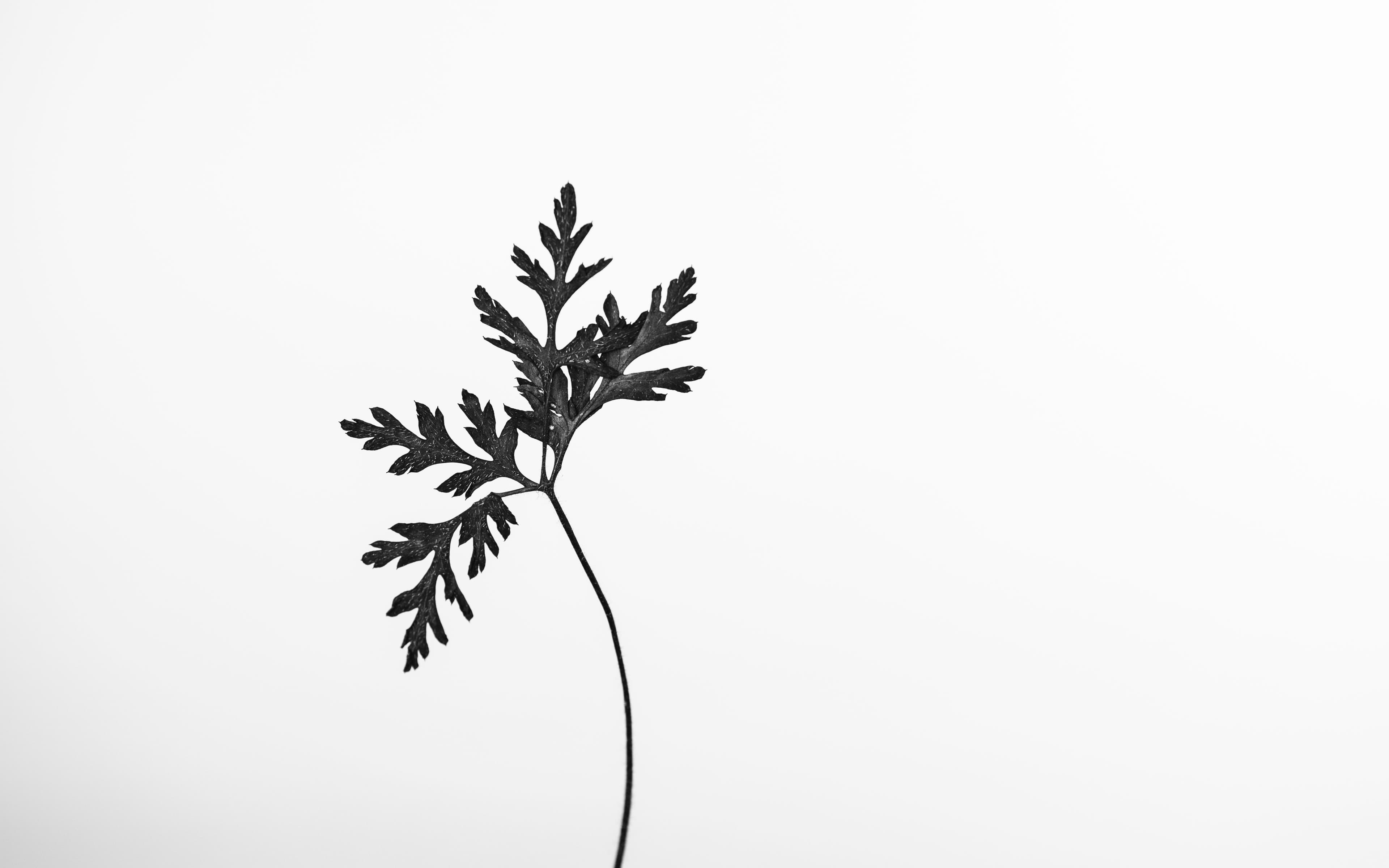 Decorative floral background